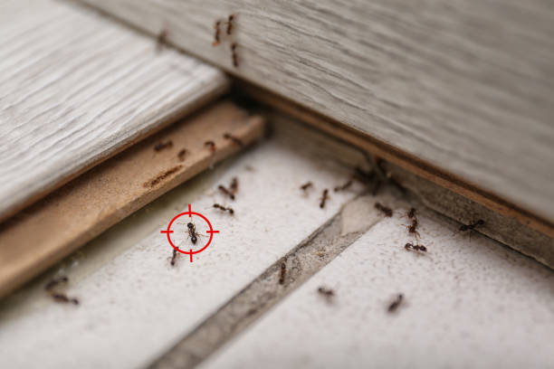 Best Pest Removal Services  in Oak Grove, MO